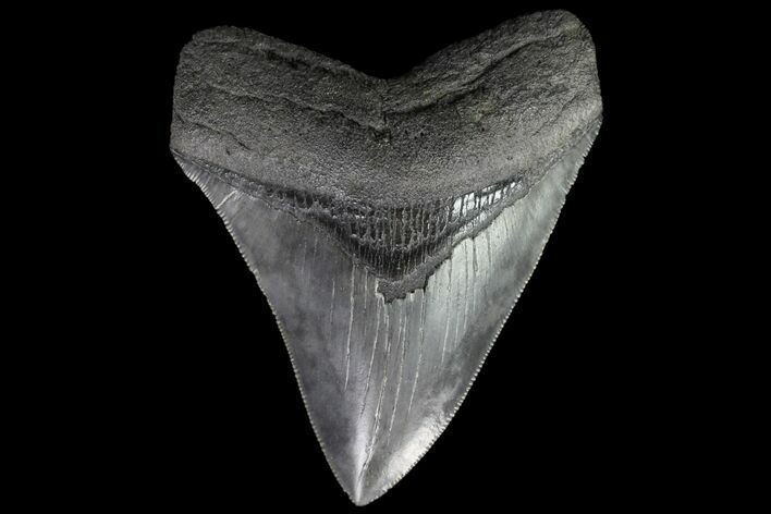 Serrated, Fossil Megalodon Tooth - South Carolina #90387